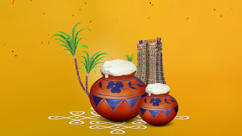 पोंगल त्योहार क्यों मनाते हैं? प्रकृति, किसान और कृतज्ञता का पर्व