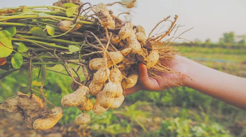 Advice for farmers : जायद सीजन के लिए किसानों को सलाह, मूंग के बजाय बोएं मूंगफली-उड़द  