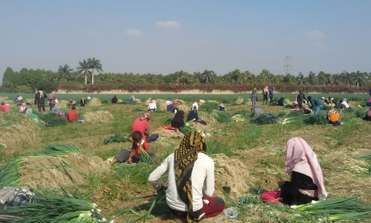 Agri Tips: इस आइडिया को अपनाएं किसान भाई, सब्जियों से होगा डबल मुनाफा