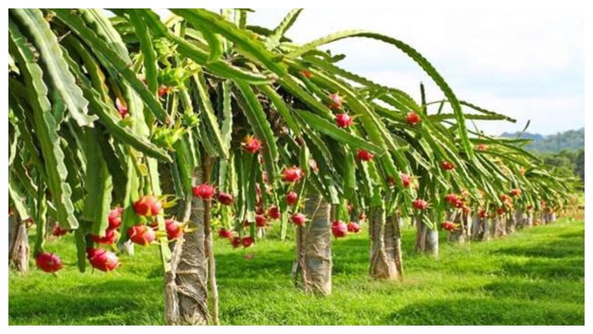 Agri News: बुंदेलखंड में रिटायर्ड इंजीनियर ने कर दिखाया कमाल, बंजर जमीन से कमा रहे लाखों
