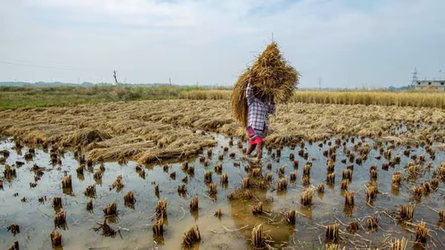 Crop Insurance: अब कटी फसल ख़राब होने पर भी किसानों को मिलेगा बीमा, तीन दिन के अंदर करना होगा कॉल