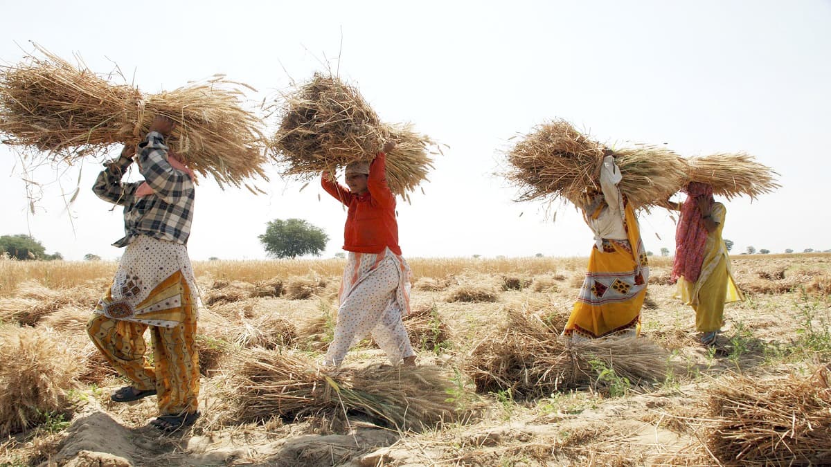 Crop Price down : फसलों के ग‍िरते दाम से फूलीं किसानों की सांसें, बाजार में नहीं मिल रहा उचित रहा भाव