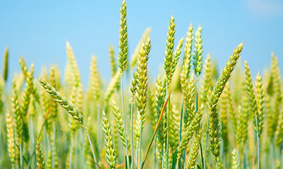 Farmer's Amazing Experiment: किसान ने अनोखा प्रयोग करते हुए 30,000 वर्ग फीट के खेत में उगाईं गेहूं की 42 किस्में