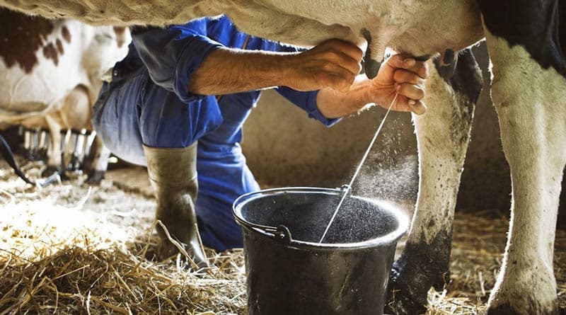 Farmers' Income: नस्ल सुधार से पशुपालकों की आय बढ़ाने पर जोर दे रही मप्र सरकार