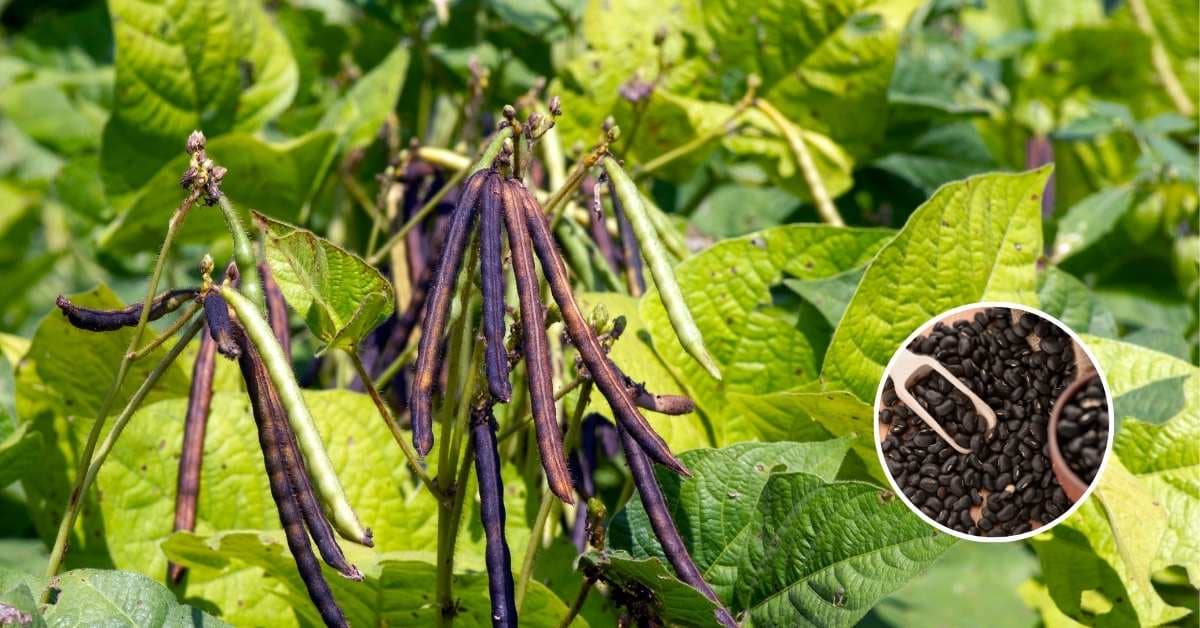 Kisan Advice: गेहूं की कटाई के बाद अब नहीं सताएगी किसानों को चिंता, ये फसलें बोएं, ढाई माह में होंगी तैयार