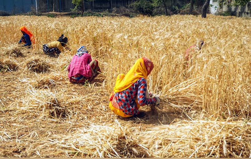 MP Kisan : मप्र सरकार किसानों को दे रही 40 से 50 प्रतिशत तक सब्सिडी, जानें डिटेल