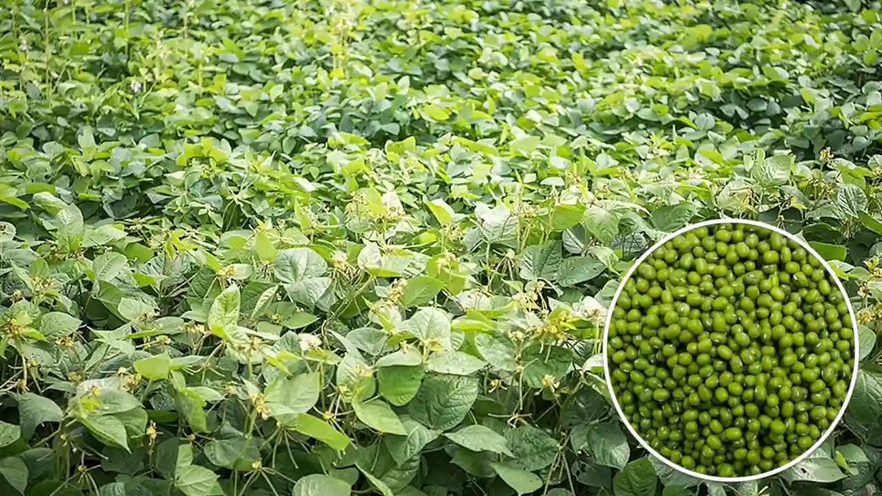 Kisan Advice: मप्र के किसानों के लिए सुनहरा मौका, खाली खेतों से कमाएं 50 हजार रुपए