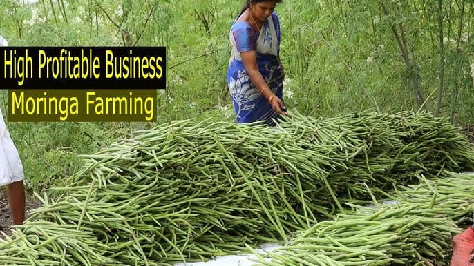 Moringa Farming : बंजर ज़मीन पर ऐसे लाखों कमा सकते हैं किसान, जानें खेती के सही तरीके