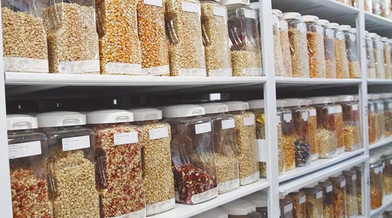 Seed bank : विलुप्त हो रहे बीजों के संरक्षण के लिए सागर में बनेगा बीज बैंक, बी सखियां करेंगी संचालित