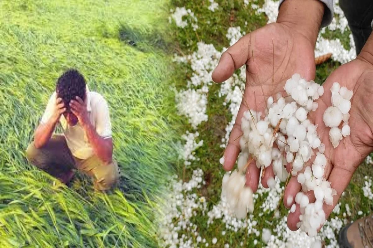 MP Weather : मप्र में बारिश और ओलावृष्टि से फ़सलें तबाह, मुआवज़े की मांग