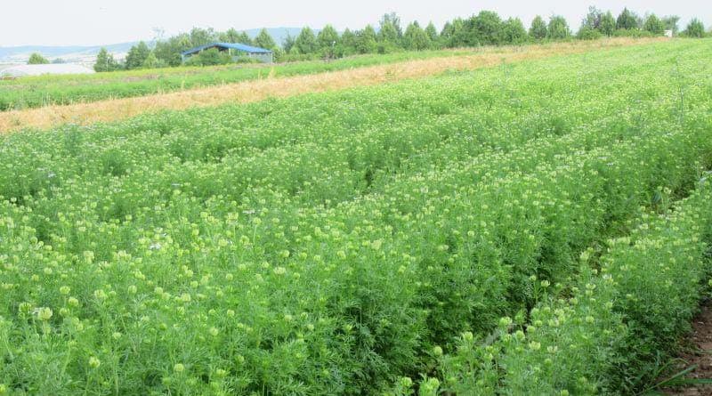 Kisan Advise: कम जोखिम और ज़्यादा मुनाफ़ा वाला खेती, सिर्फ़ 4-5 महीनों में मिलेगा मोटा दाम