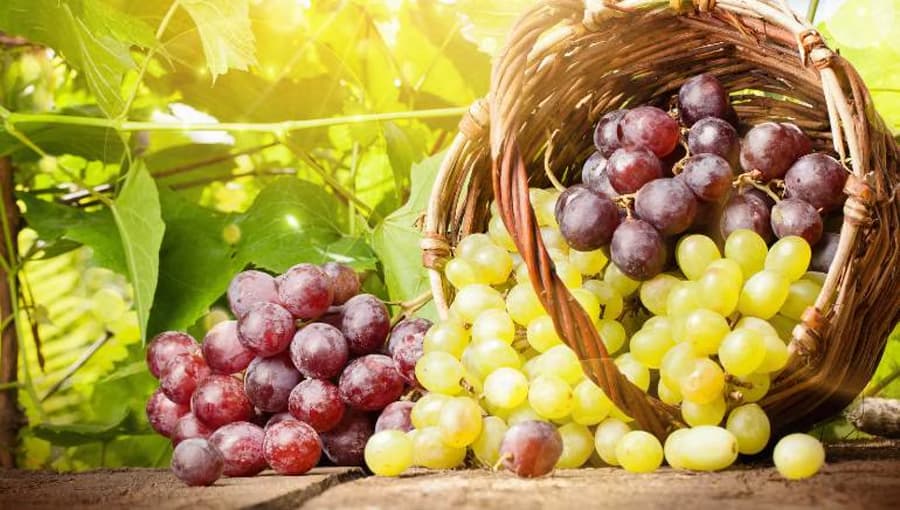 Grapes Benefits: अंगूर खाने के फायदे जानकार आप भी रह जाएंगे हैरान, जानें किस विटामिन की होती है भरमार?