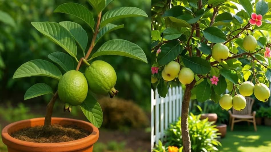 Gardening Tips: अमरूद के पेड़ पर अगर नहीं लग रहे फल तो अपनाएं ये आसान उपाय, भर जाएंगी डालियां