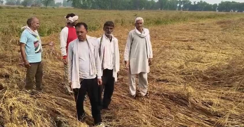 Kisan Advice: अगले 15 दिनों तक तूफ़ान और भारी बारिश का खतरा, गेहूं किसान रहें सतर्क