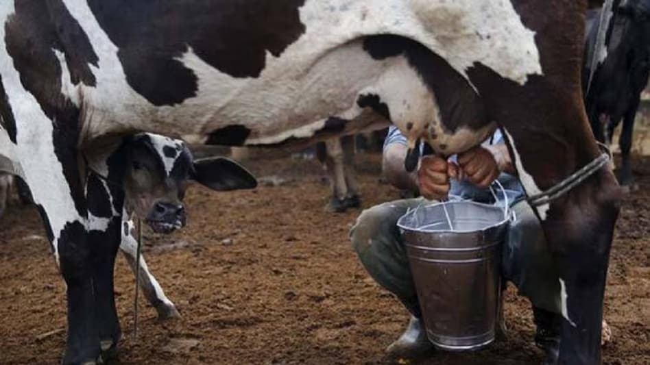 Kisan Advice: दुधारू पशुओं की भी सेहत बिगाड़ गर्मी, ऐसे करें देखभाल तो नहीं घटेगा दूध उत्पादन