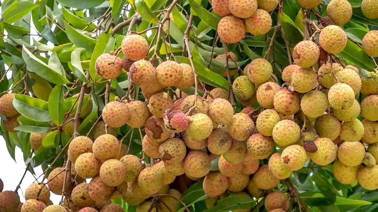 Kisan Advise : लीची में बढ़ रहा नए कीटों और बीमारियों का खतरा, इन उपायों से किसान पाएं निजात