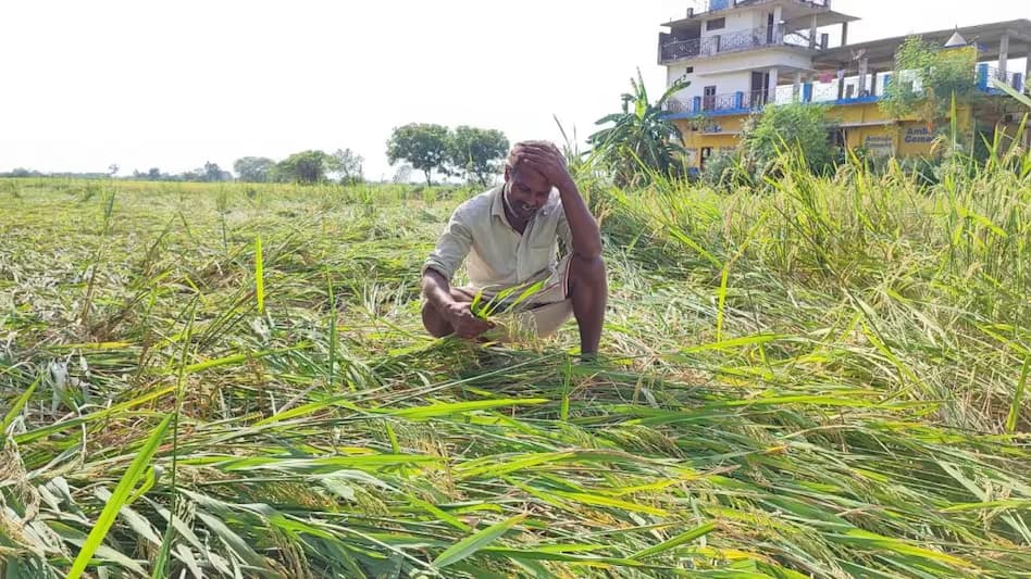 Kisan Advise: बेमौसम बारिश से फसलें नहीं होंगी ख़राब, किसान भाई इन तरीकों को अपनाएं