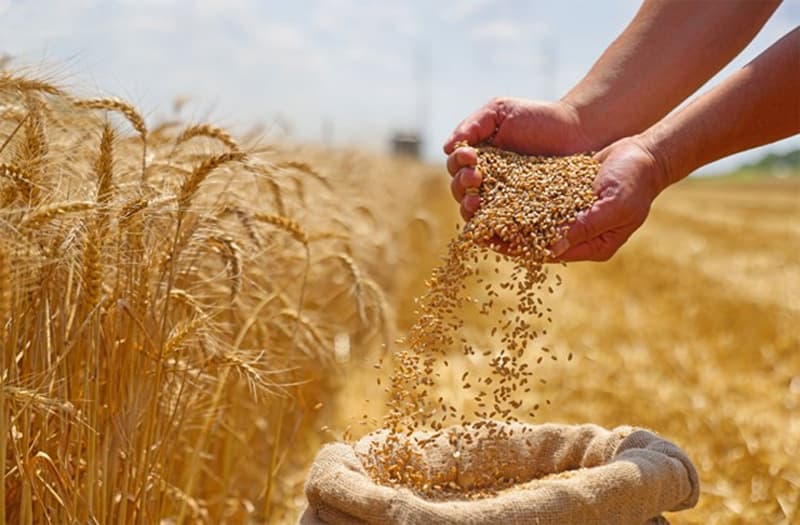 Kisan Success Story: करनाल के किसान ने गढ़े सफलता के सोपान, खारी ज़मीन पर उगाया रिकॉर्ड गेहूं