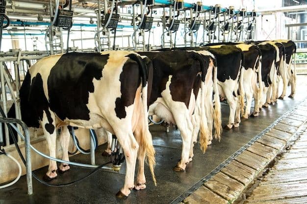 Milk Production: पशुपालकों को मिल्क से मुनाफा बढ़ाने करने होंगे ये खास काम, जानें