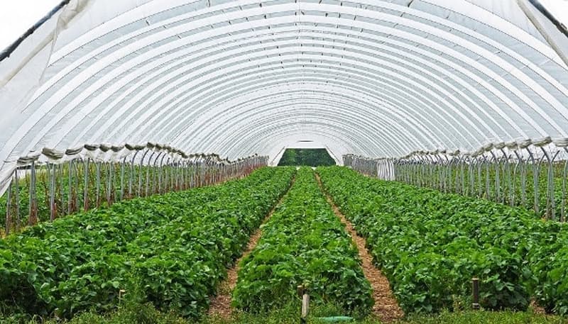 Multicropping Farming: एक ही खेत में 5 फसलें उगाकर तगड़ा मुनाफा कमा रहे किसान, जानें पूरी प्रक्रिया