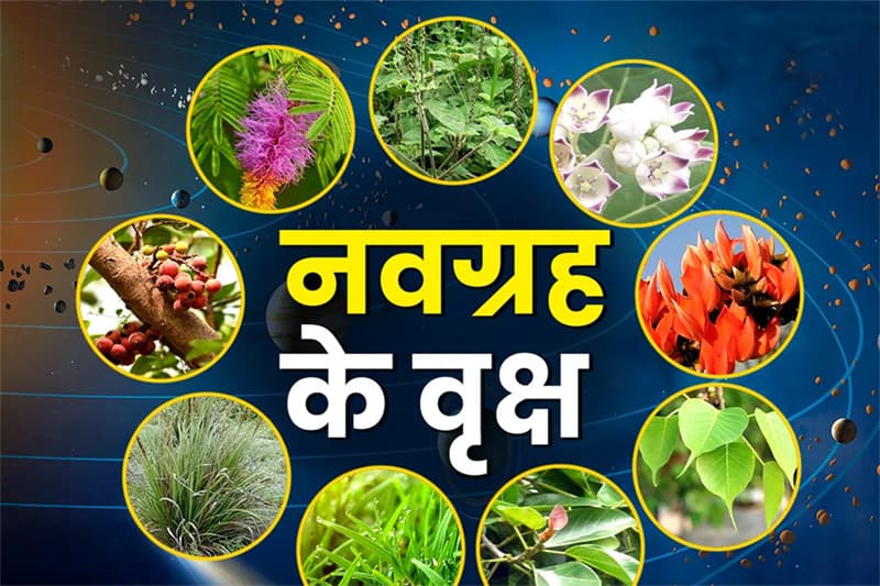 Navgrah Shanti Upay: नवग्रह शांति के लिए नवरात्रि घर लाएं ये 9 पौधे, चमक उठेगी किस्मत
