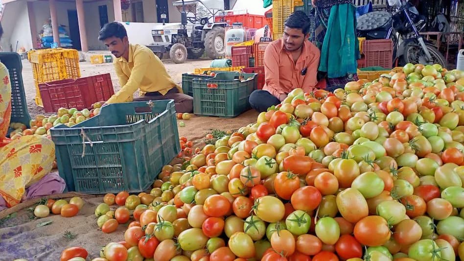 Tomato Prices: किसानों के आंसू निकाल रहा टमाटर, 1 रुपए प्रति किलो हुए भाव