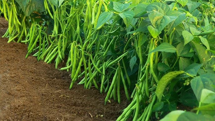 Agri News: तीन महीनों में लाखों की कमाई कर रहे ये किसान, खेती को बनाया लाभ का धंधा
