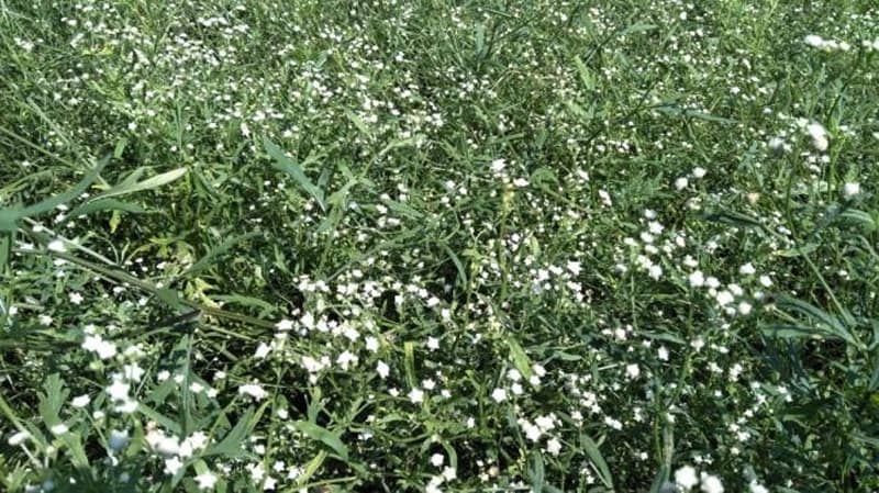 Carrot Grass : गाजर घास से किसानों को मिलेगा छुटकारा, वैज्ञानिकों ने 'मैक्सिकन बीटल' कीट की खोज की