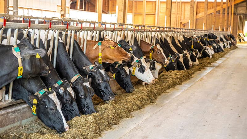 Feeding Livestock : दूध उत्पादन बढ़ाने के लिए किसानों के लिए सलाह, ये रूटीन अपनाएंगे तो चार गुनी हो जाएगी आमदनी !
