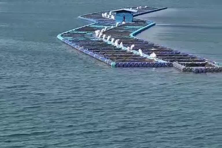 Fish Cage Culture: मप्र सरकार 'केज कल्चर' पर दे रही भारी सब्सिडी, मछुआरों की बढ़ेगी कमाई