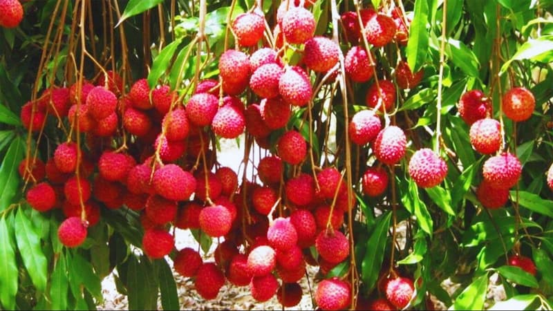 Litchi Crop: लीची की फ़सल पर मंडराने लगा खतरा, पूरी फ़सल बर्बाद कर सकते हैं कीट और बीमारियां