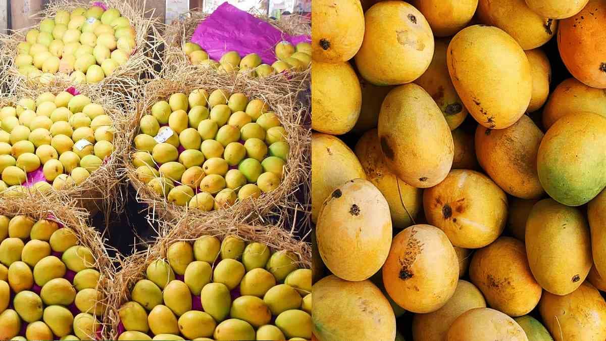 Mango Exports: ईरान-इजरायल संघर्ष से आम के निर्यात पर असर, कीमतें धड़ाम, अल्फांसो अब ₹150 प्रति किलो