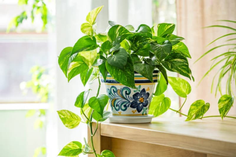 Money Plant Vastu : कहीं आपको भी तो कंगाल नहीं बना रहा मनी प्लांट, बर्बादी से बचना है तो जान लें सही नियम?