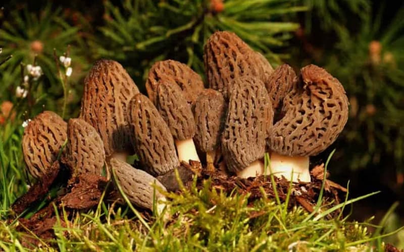 Mushroom Cultivation : जंगलों के अलावा अब ग्रीनहाउस में हो सकेगी मशरूम की खेती, होगी तगड़ी कमाई