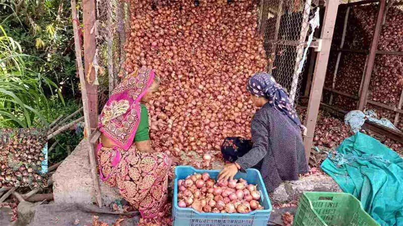 Onion Yield : प्याज की पैदावार में 29% की गिरावट का अनुमान, बारिश से फसलें बर्बाद होने के कारण खेती का रकबा भी घटा