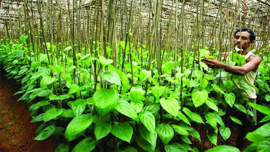 Paan Ki Kheti : पान की खेती बनेगी मुनाफ़े का सौदा, ये राज्य सरकार दे रही भारी सब्सिडी, जानें कैसे करें आवेदन