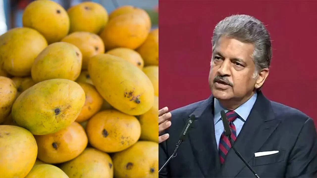 Sadabahar Mango: किसान ने उगाया 'सदाबहार आम', साल में तीन बार देता है फल, अब आनंद महिंद्रा का मिलासाथ