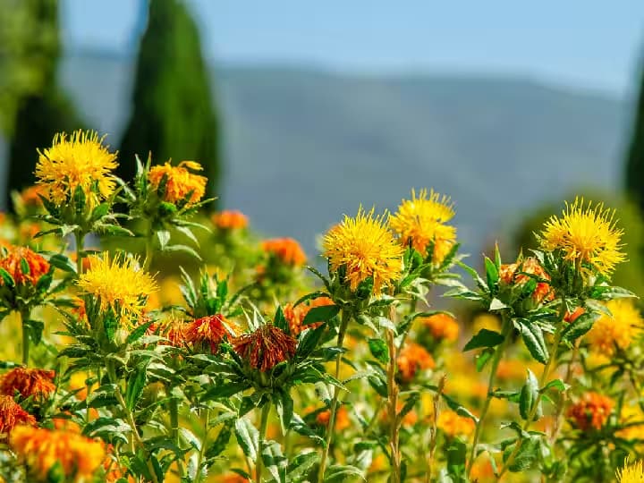 Safflower Farming: परंपरागत फसलें छोड़ रहे कुसुम की खेती कर रहे किसान, बीज-तेल और पंखुडियों से जमकर हो रही कमाई
