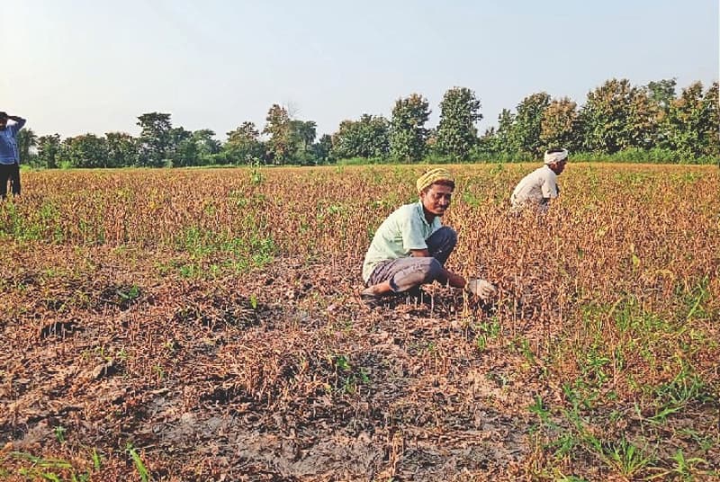 Soyabean Imports : देश में सोयाबीन उत्पादन घटने से आयात में आया उछाल, किसानों और बाज़ार पर बड़ा असर