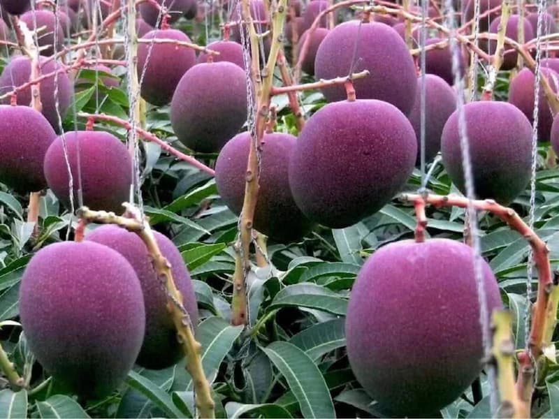 Unique Mango: मप्र के इस जिले में उग रहा दुनिया का सबसे महंगा आम, Z+' लेवल की सुरक्षा, 1 किलो खरीदने में छूट जाएंगे पसीने