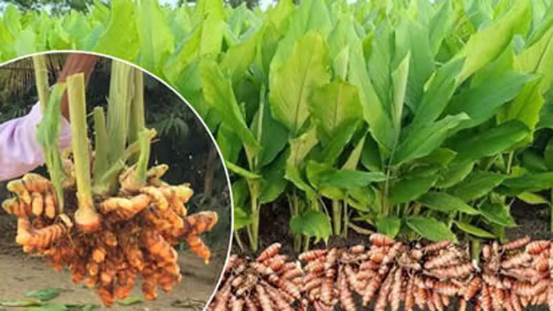 Waigaon Turmeric: कैंसर की दवा में काम आती है हल्दी की ये किस्म, 8 माह में ही मिलेगा तगड़ा मुनाफा