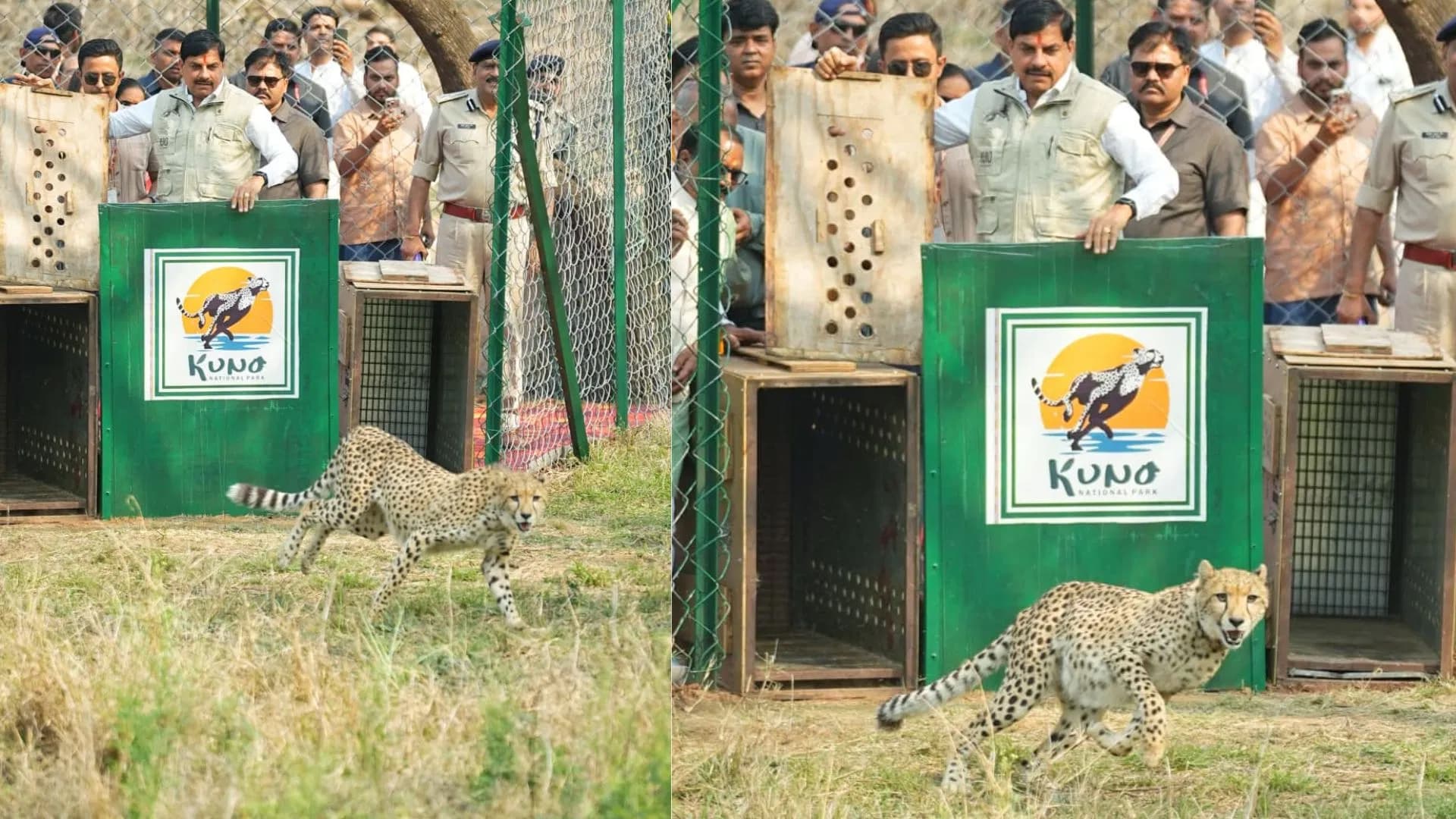 Cheetas in Kuno: कूनो से छोड़े गए दो और चीते अब खुले जंगल में करेंगे विचरण, CM यादव बोले- MP 'प्रोजेक्ट चीता' में बना रहा रोज़ नए कीर्तिमान