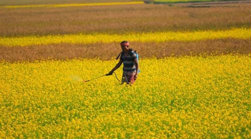 Crop Protection: फसलों को कीटों और बीमारियों से बचाने किसान कब करें कीटनाशकों का इस्तेमाल, जानें क्या है सही तरीका?