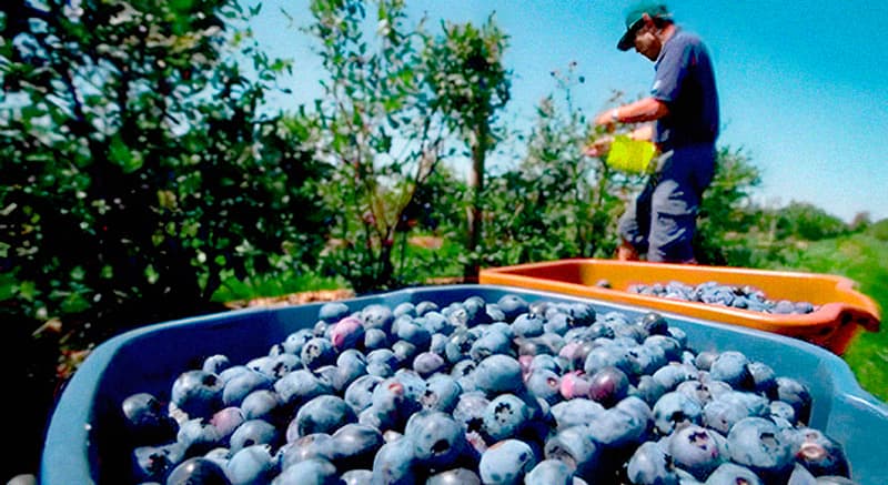 Cultivate Superfoods: इस राज्य के किसान अब उगाएंगे अमेरिकी 'सुपरफूड', वैज्ञानिकों को मिली उपलब्धि, जानें क्या है प्रक्रिया?