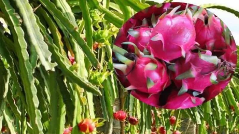 Fruit Cultivation: इस फल ने बदल दी किसानों की तक़दीर, लाखों कमाकर बने दूसरों के लिए प्रेरणा, जानें सरकार कितनी दे रही सब्सिडी?