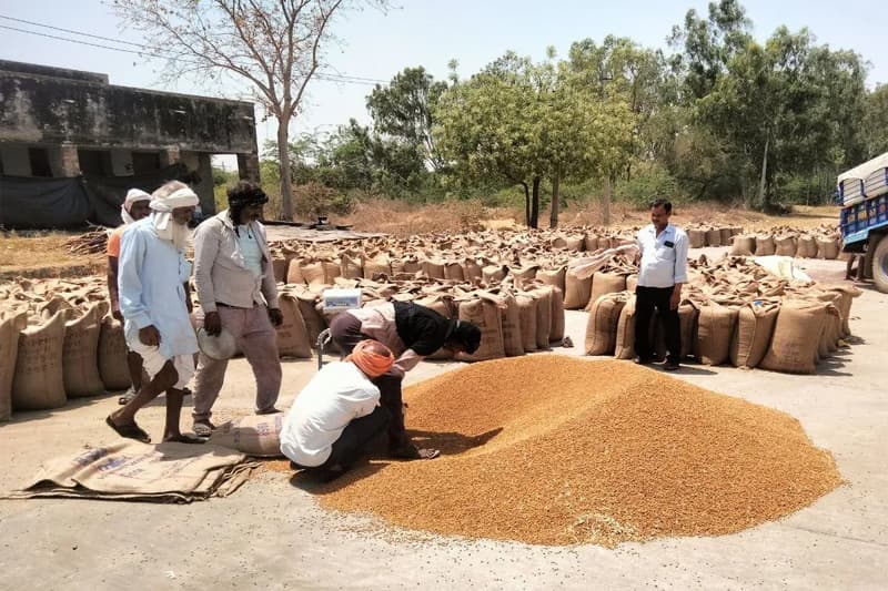 MP Kisan News : अनाज खरीद एजेंसी पर हाईकोर्ट का शिकंजा, किसानों के पक्ष में सुनाया फैसला, ₹96 लाख चुकाने का आदेश, जानें पूरा मामला?