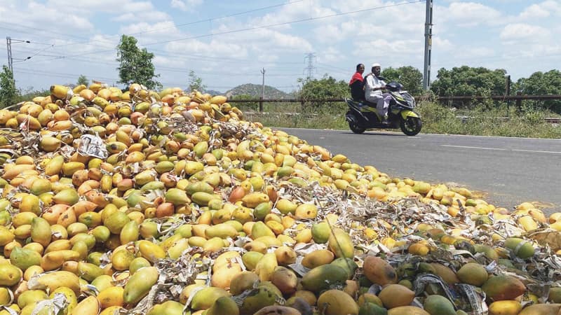 Mango Cultivation: आम की आवक से गुलजार हो रहे बाजार, कीमत नहीं मिलने से किसान मायूस, जानें कैसे हो रही मुनाफाखोरी?