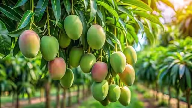 Mango farmers: युवा किसानों ने वैज्ञानिक तरीकों से 11 एकड़ जमीन पर लगाईं आम की 15 किस्में, लाखों का मुनाफ़ा कर बने दूसरों के लिए प्रेरणास्रोत