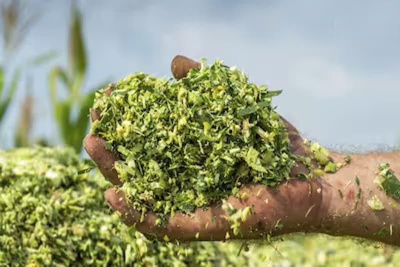 Silage Technology : किसानों को अब हरे चारे की नहीं खलेगी कमी, साइलेज से बढ़ेगा का दूध उत्पादन, जानें क्या है ये तकनीक?