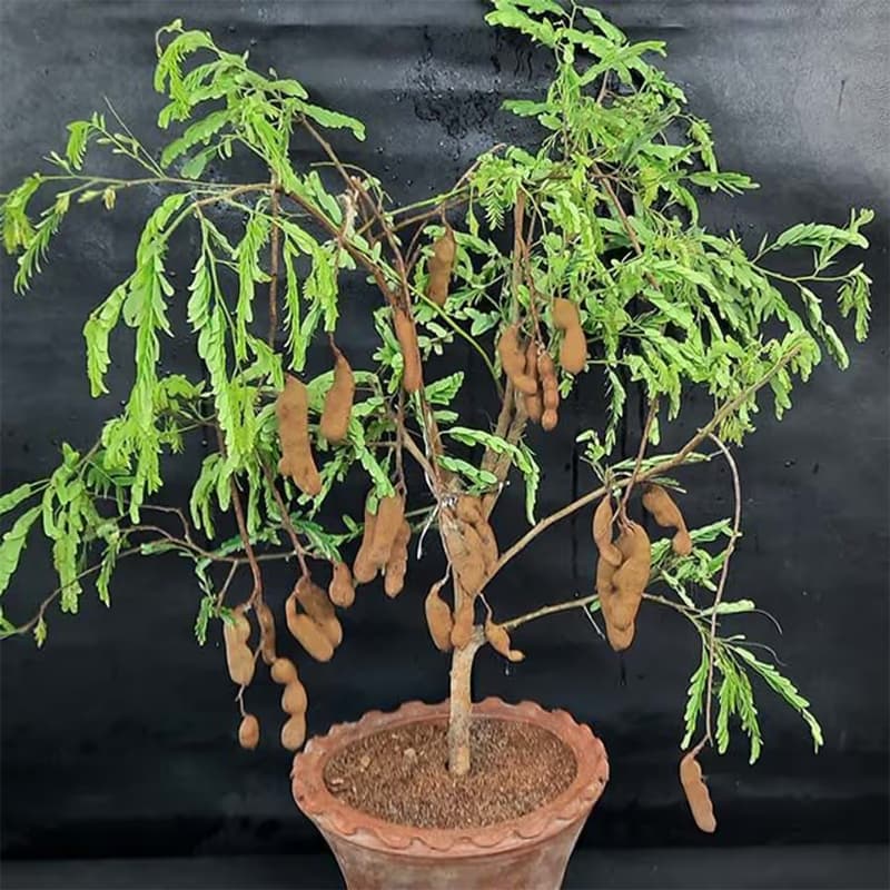 Tamarind Plant: घर पर इमली का पौधा लगाने से बढ़ने लगती हैं परेशानियां, जानें क्यों भूलकर भी न लगाएं इसे?